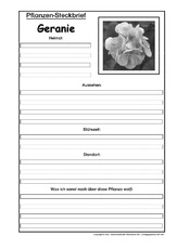 Pflanzensteckbrief-Geranie-SW.pdf